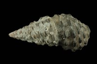 藏品(白葚蟹守螺)的圖片